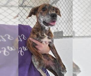 Labrador Retriever-Unknown Mix Dogs for adoption in Salisbury, NC, USA
