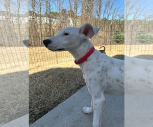 Mutt Dogs for adoption in Greenville, SC, USA