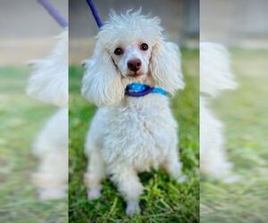 Poodle (Toy) Dogs for adoption in Pacolet, SC, USA