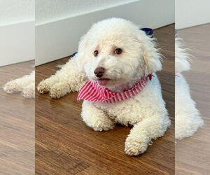 Poodle (Miniature)-Unknown Mix Dogs for adoption in Corona, CA, USA