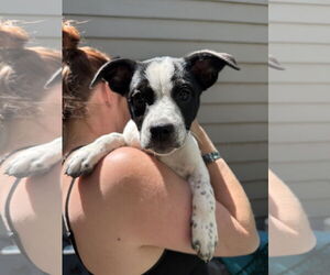 Mutt Dogs for adoption in Fort Collins, CO, USA