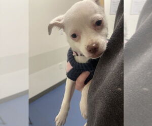 Chihuahua-Unknown Mix Dogs for adoption in Fort Collins, CO, USA