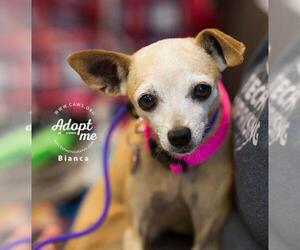 Italian Greyhuahua Dogs for adoption in Salt Lake City, UT, USA