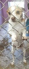 Chihuahua Dogs for adoption in Cincinnati, OH, USA