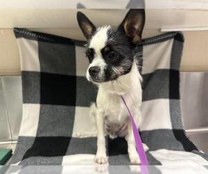 Chihuahua-Unknown Mix Dogs for adoption in HESPERIA, CA, USA