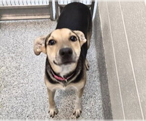 German Shepherd Dog-Unknown Mix Dogs for adoption in Houston, TX, USA