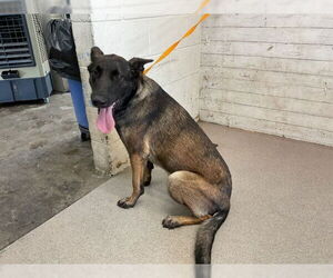 Mutt Dogs for adoption in San Bernardino, CA, USA