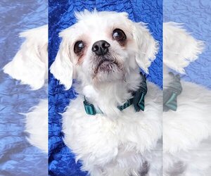 Shih Tzu-Unknown Mix Dogs for adoption in Cuba, NY, USA