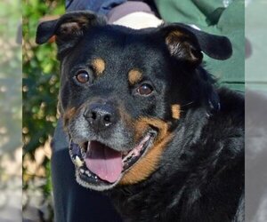 Rottweiler-Unknown Mix Dogs for adoption in Fairport, NY, USA