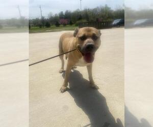 Mastiff Dogs for adoption in Forestville, MD, USA