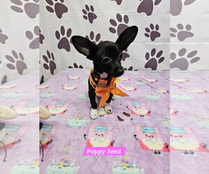 Chiweenie Dogs for adoption in Metairie, LA, USA
