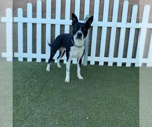 American Pit Bull Terrier-Unknown Mix Dogs for adoption in Modesto, CA, USA