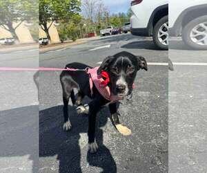 Australian Shepherd-Unknown Mix Dogs for adoption in Holly Springs, NC, USA