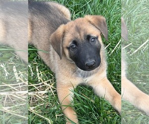 Mutt Dogs for adoption in Germantown, OH, USA