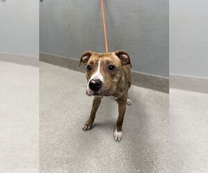 American Pit Bull Terrier-Unknown Mix Dogs for adoption in Las Vegas, NV, USA