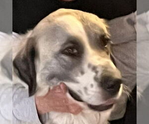 Great Pyrenees Dogs for adoption in Dallas, TX, USA