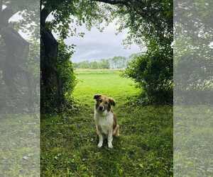 Australian Shepherd-Great Pyrenees Mix Dogs for adoption in Binghamton, NY, USA