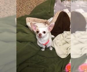 Chihuahua Dogs for adoption in Springfield, MA, USA