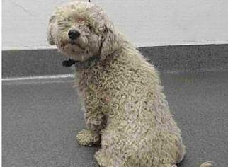 Poochon Dogs for adoption in Bellevue, WA, USA