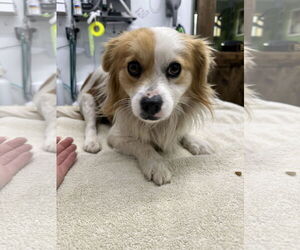 Spaniel-Unknown Mix Dogs for adoption in Chico, CA, USA