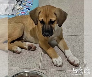 Labrador Retriever-Unknown Mix Dogs for adoption in Washington, DC, USA