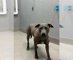 American Pit Bull Terrier-Unknown Mix Dogs for adoption in Las Vegas, NV, USA