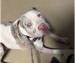 American Pit Bull Terrier-Unknown Mix Dogs for adoption in Plano, TX, USA