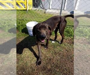 Catahoula Leopard Dog Dogs for adoption in Brooksville, FL, USA