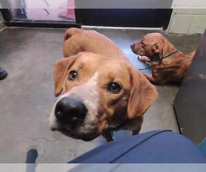 Pointer-Unknown Mix Dogs for adoption in Tulsa, OK, USA