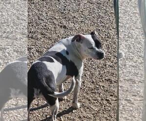 Mutt Dogs for adoption in Incline Village, NV, USA