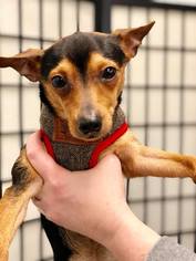 Chipin Dogs for adoption in Princeton, MN, USA