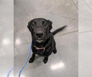 German Shepherd Dog-Unknown Mix Dogs for adoption in San Martin, CA, USA