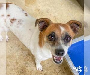 Jack Russell Terrier Dogs for adoption in Washington, DC, USA