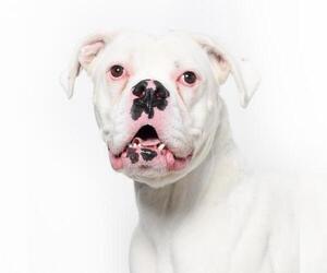 Boxer Dogs for adoption in West Hollywood, CA, USA