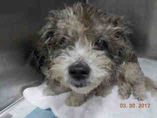 Poodle (Miniature) Dogs for adoption in Fort Lauderdale, FL, USA