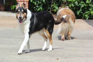 Small Collie