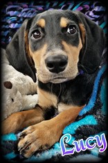 Small Black and Tan Coonhound