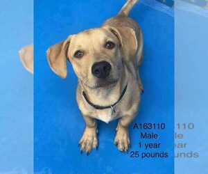 Dachshund-Unknown Mix Dogs for adoption in Calgary, Alberta, Canada