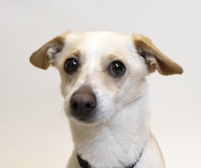 Chihuahua-Unknown Mix Dogs for adoption in Truckee, CA, USA