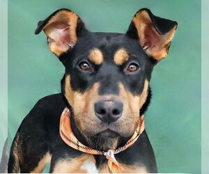 Shepweiller Dogs for adoption in Pasadena, CA, USA