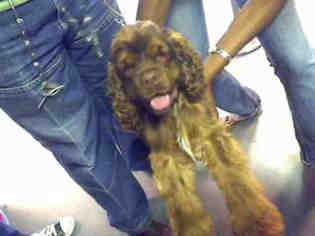 Cocker Spaniel Dogs for adoption in Charlotte, NC, USA