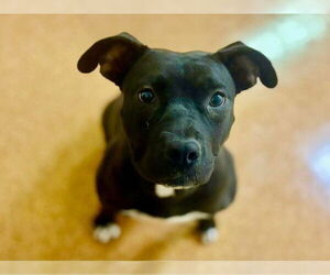 American Pit Bull Terrier Dogs for adoption in San Bernardino, CA, USA