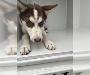 - Mix Dogs for adoption in Houston, TX, USA