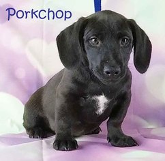 Medium Photo #1 Cocker Spaniel-Dachshund Mix Puppy For Sale in Griffin, GA, USA