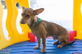 Basset Hound Dogs for adoption in Huntsville, AL, USA