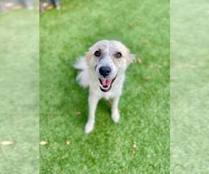 Anatolian Shepherd-Unknown Mix Dogs for adoption in Rowlett, TX, USA