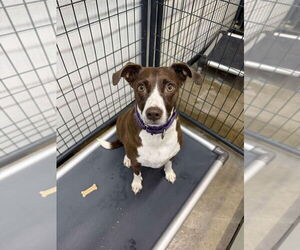 Treeing Walker Coonhound-Unknown Mix Dogs for adoption in Foristell, MO, USA