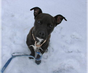 Mutt Dogs for adoption in New London, WI, USA