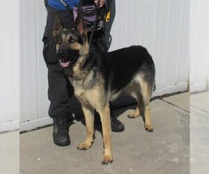 German Shepherd Dog Dogs for adoption in Louisville, KY, USA