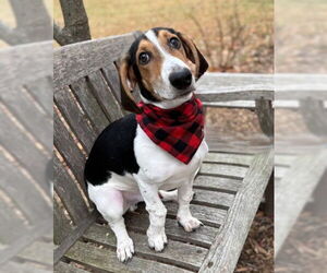 Medium Photo #1 Basset Hound-Unknown Mix Puppy For Sale in Warrenton, VA, USA